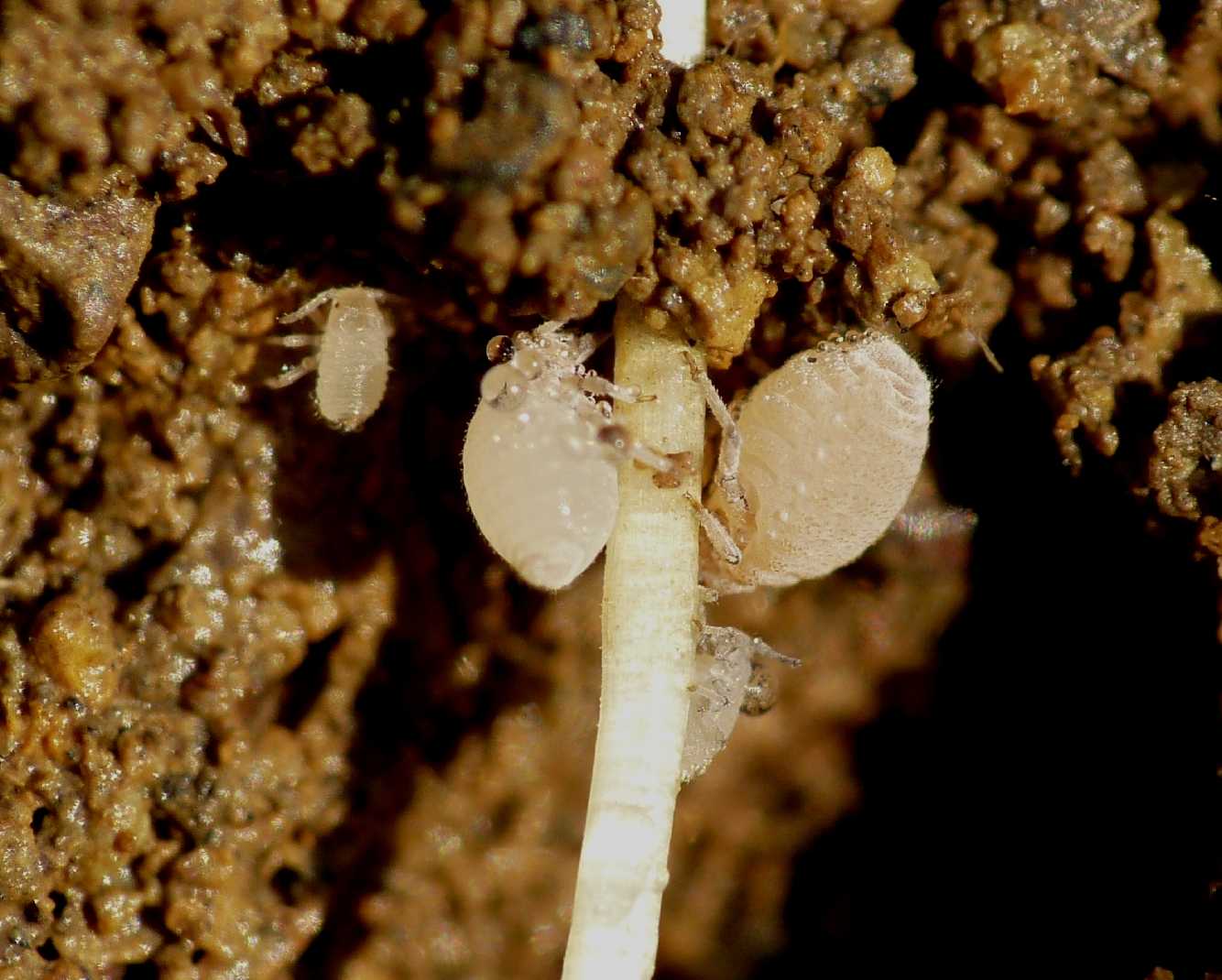 Aphididae ospiti delle formiche Pheidole pallidula: Geoica cfr pellucida